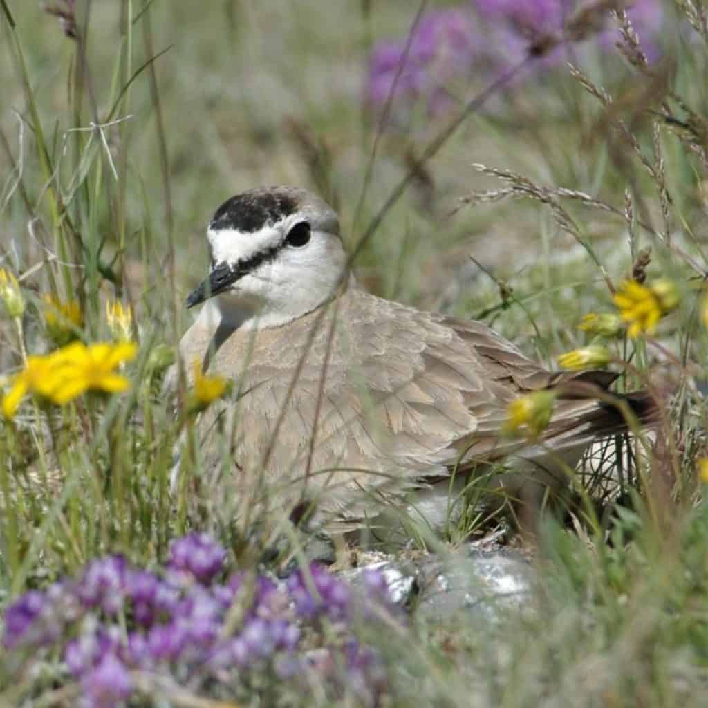 Mountain Plover sitting on a nest