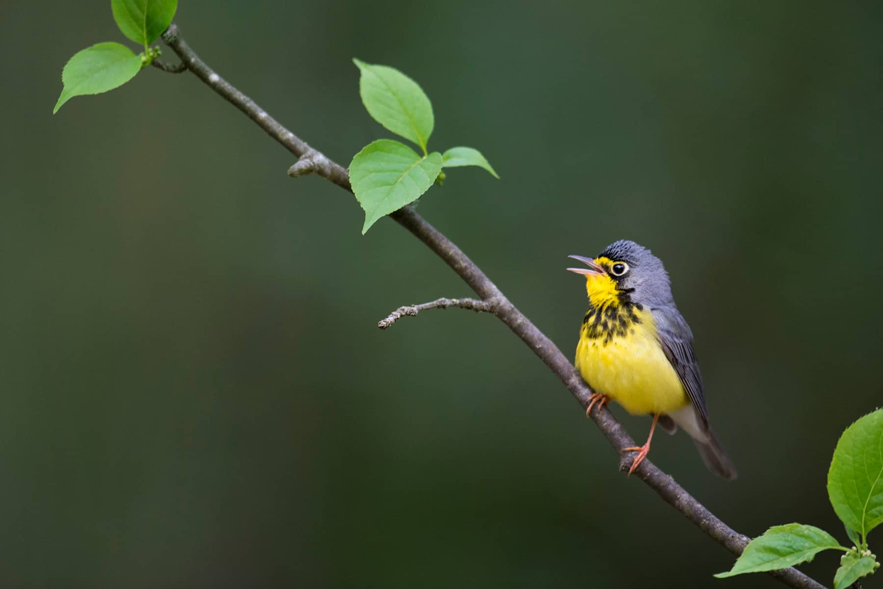 Canada warbler perched in a tree, singing