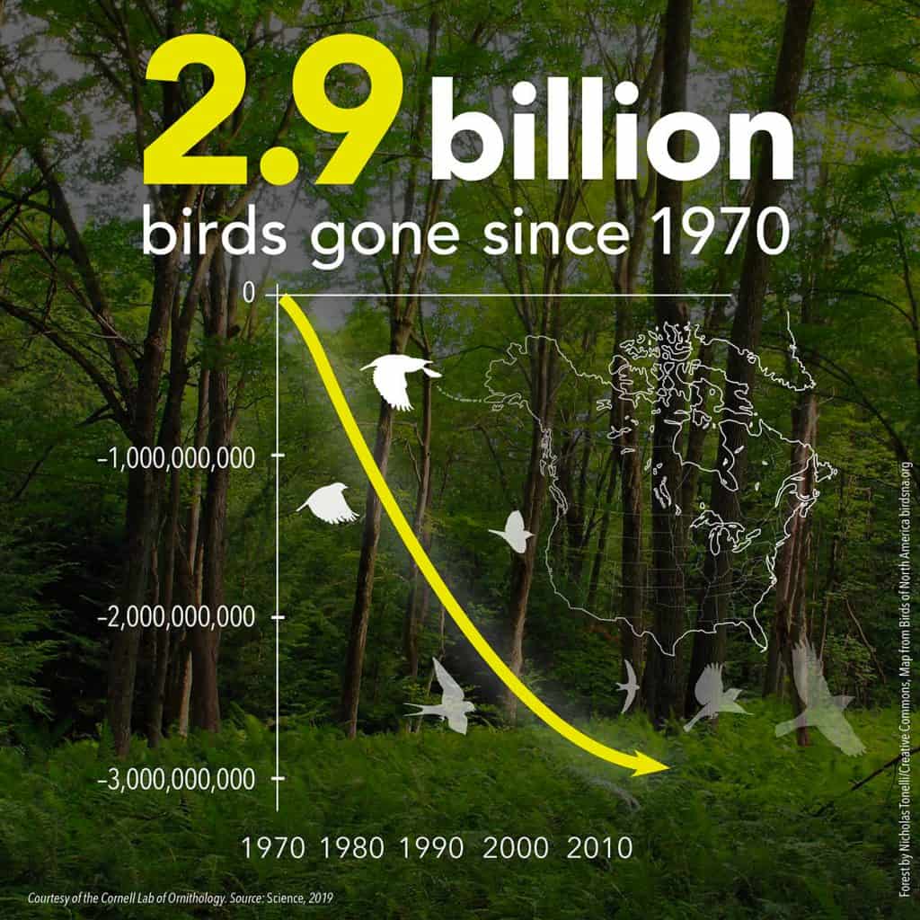 Cornell Lab of Ornithology (Laboratorio de Ornitología de Cornell) – representación gráfica de 2.9 mil millones de aves muertas desde 1970.