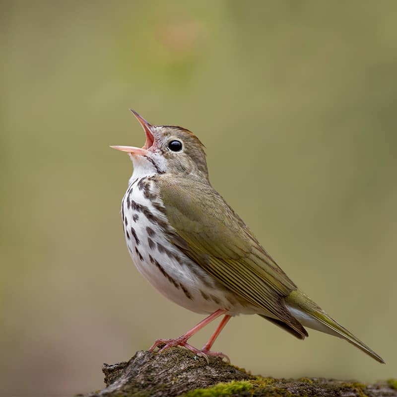 ovenbird singing