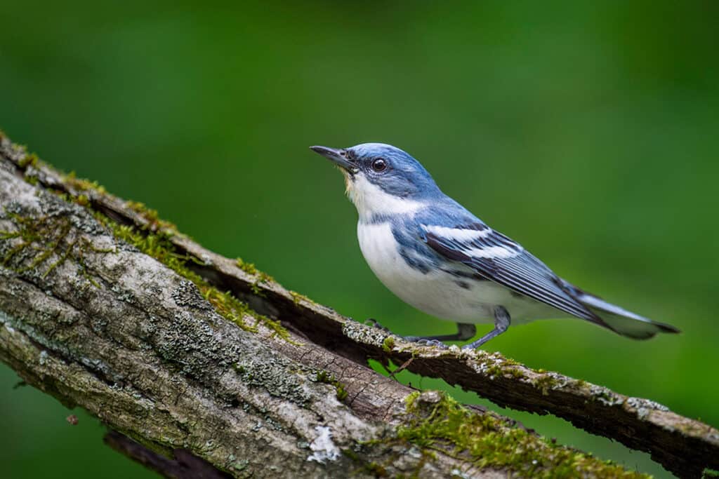 Cerulean Warbler foraging in the forest