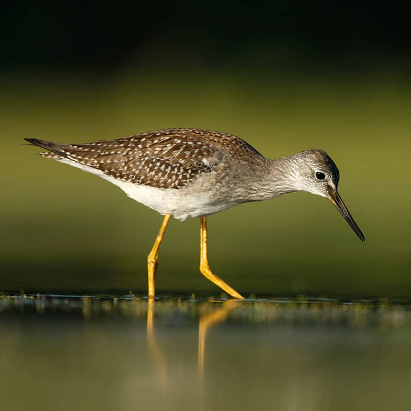 Lesser Yellowlegs foraging in shallow water