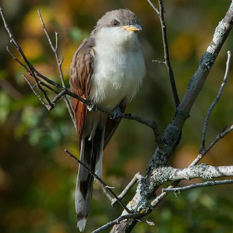 Yellow-billed Cuckoo sitting on a branch