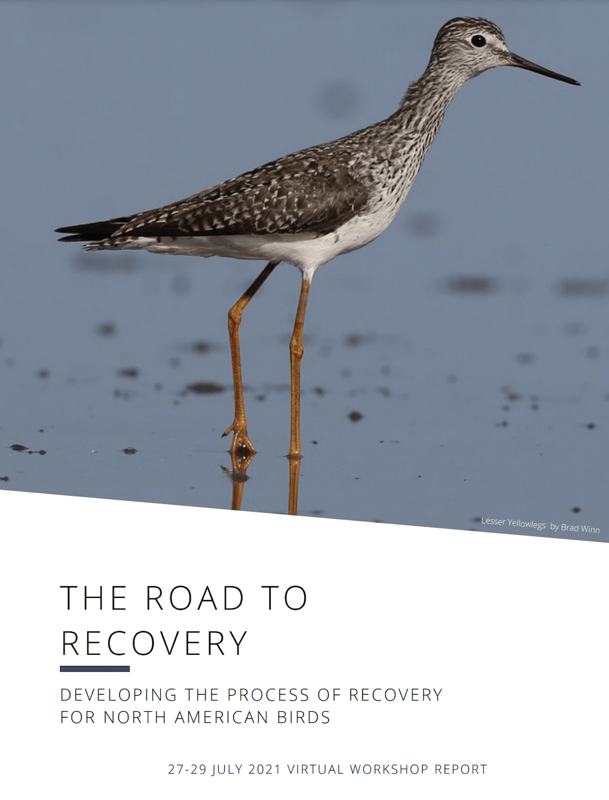 Cover of Workshop 3 featuring Lesser Yellowlegs: The Road to Recovery- Developing the Process of Recovery for North American Birds