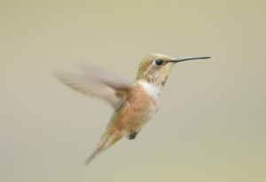 female Rufous Hummingbird in flight