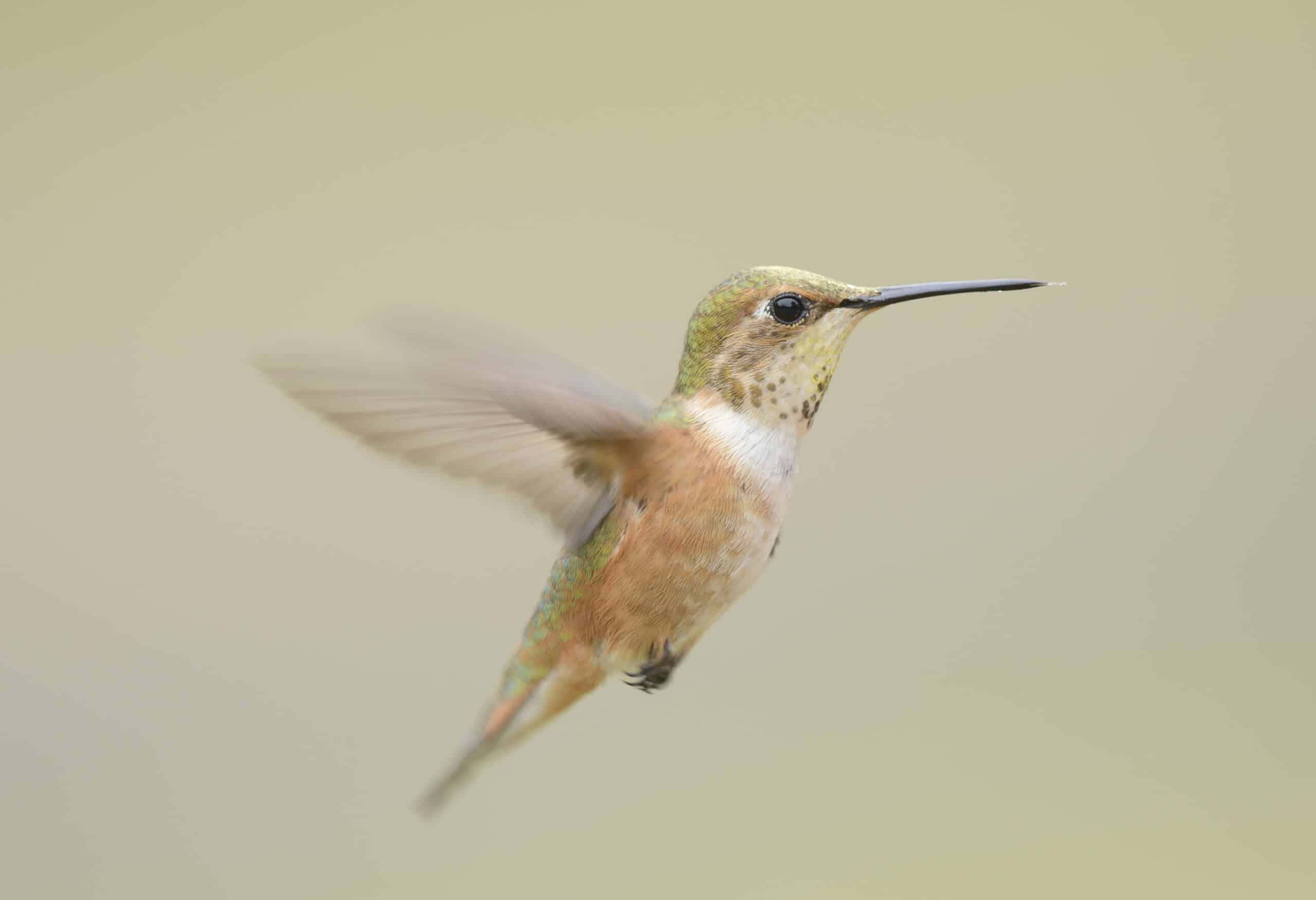 female rufous Hummingbird in flight