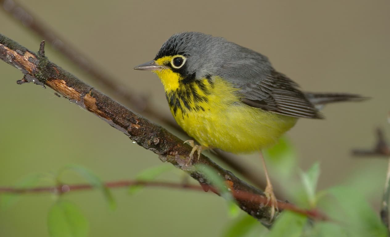 Canada warbler perched on a branch