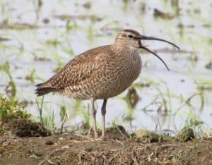 Whimbrel with its bill open