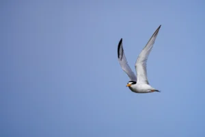 Least Tern